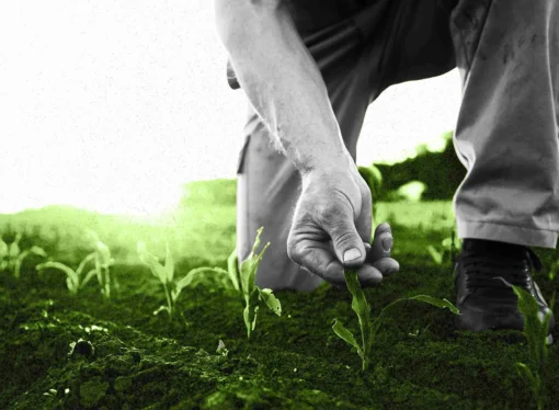 Tarımın geleceğine yön veren teknolojik yenilikler