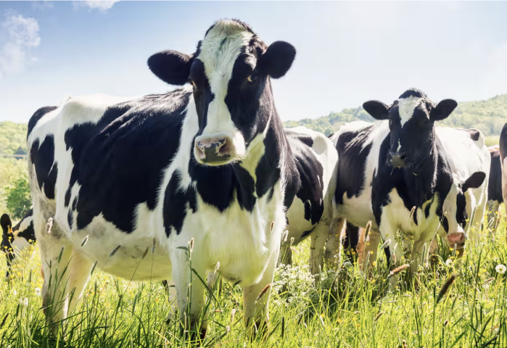 İnekler toprakta daha fazla karbon tutulmasına yardımcı oluyor