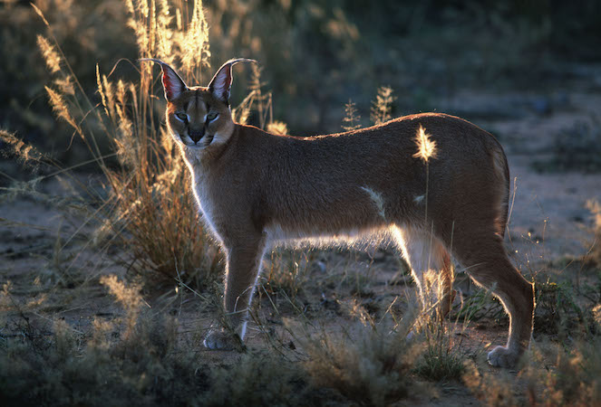 Sistem tehlike altında