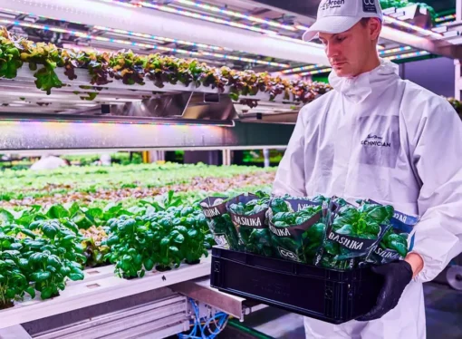 SweGreen: Hidroponik tarım tekniği ve yapay zekâ kullanarak süpermarketlerde taze sebze yetiştiren girişim