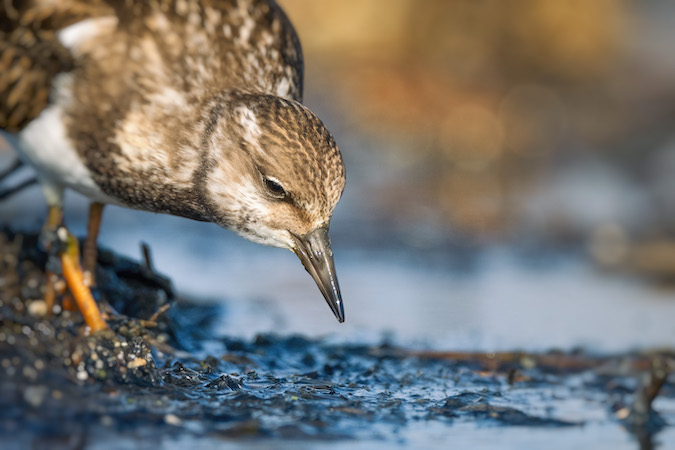 Dünya Doğa Koruma Birliği (IUCN) 16 kuş türünün durumunun kötüye gittiğini açıkladı, bunlardan 5’i Türkiye’de görülen türler