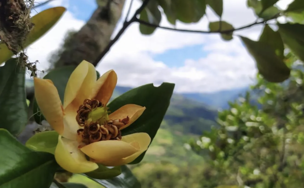 Dünyanın ağaçları yok olma tehlikesi ile karşı karşıya