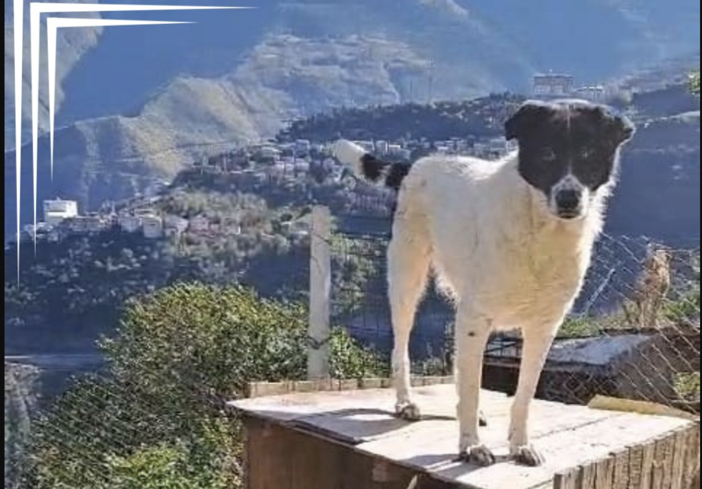 HAYDİKO’dan sokak hayvanlarına yuva yapmak için destek çağrısı