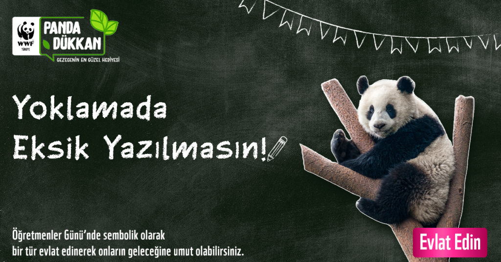 Öğretmenler Günü hediyeniz doğaya destek olsun, bu eşsiz canlılar yoklamada yok yazılmasın