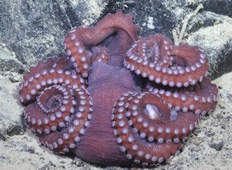 Antarktika’da kopan devasa buzdağının altında şaşırtıcı bir deniz yaşamı kaleidoskobu keşfedildi