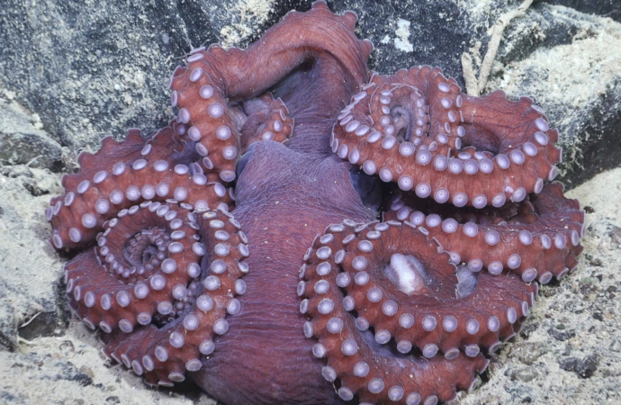 Antarktika’da kopan devasa buzdağının altında şaşırtıcı bir deniz yaşamı kaleidoskobu keşfedildi