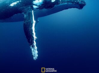 Attenborough’nun Ocean filmi yayında: Dünya bu çığlığa sessiz kalmamalı 