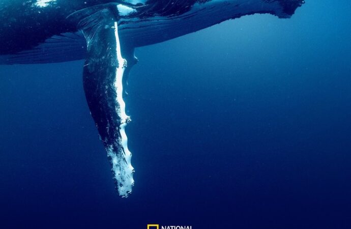 Attenborough’nun Ocean filmi yayında: Dünya bu çığlığa sessiz kalmamalı 