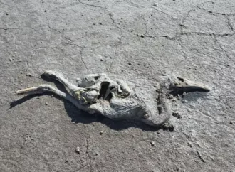 Tuz Gölü’nde 2 bin yavru filamingo öldü