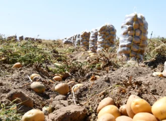 Migros’tan yerli patatese ve sürdürülebilir üretime destek