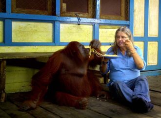 Yetim orangutanların özgürlük yolculuğu: Popi ve Devi’nin hikayesi