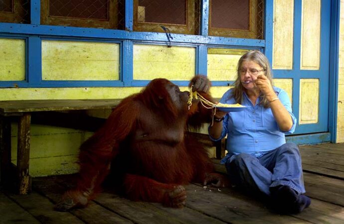 Yetim orangutanların özgürlük yolculuğu: Popi ve Devi’nin hikayesi