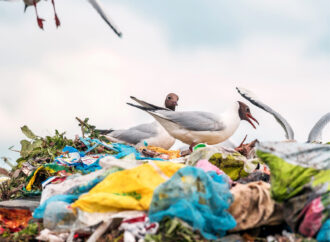 WWF’ten plastik kirliliğine karşı güçlü ve hukuken bağlayıcı bir küresel anlaşma çağrısı