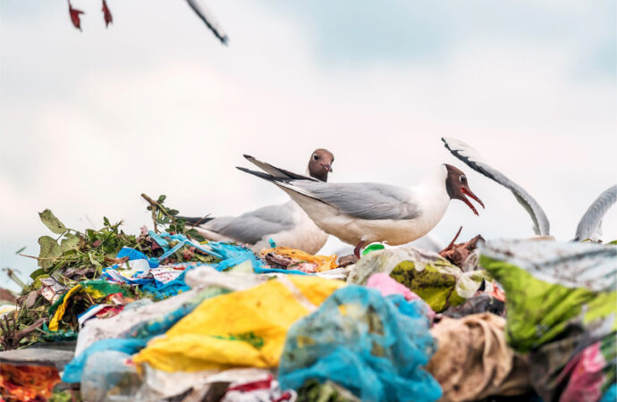 WWF’ten plastik kirliliğine karşı güçlü ve hukuken bağlayıcı bir küresel anlaşma çağrısı