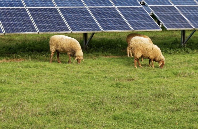 Güneş enerjisinin doğal çim biçicileri: Panellerin altında otlayan koyunlar