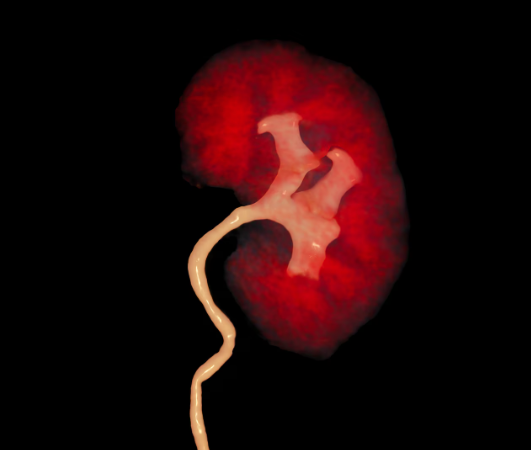 Bilim insanları böbrek hasarını geri çevirmeyi başardı