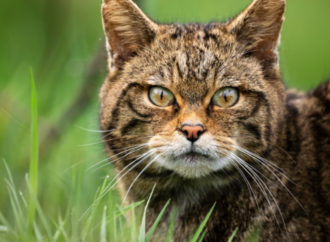 Yaban kedileri 100 yıl sonra İngiltere’ye geri geliyor