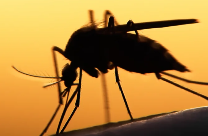 Yeni çalışma uyarıyor: İklim değişikliği kaynaklı bulaşıcı hastalık artışı “sessiz felakete” dönüşebilir