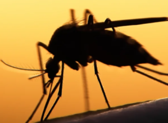 Yeni çalışma uyarıyor: İklim değişikliği kaynaklı bulaşıcı hastalık artışı “sessiz felakete” dönüşebilir