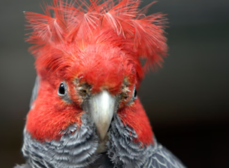 Araştırma: Hayvanlar iklim krizine uyum için fiziksel değişim geçiriyor