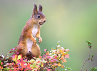 Kızıl sincaplar Highlands’e geri dönüyor: 10 yıllık yabanlaştırma çalışması meyvesini verdi