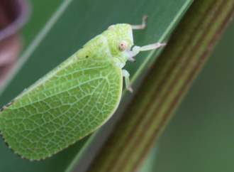 İklim krizi tarım zararlılarını ve gıda kayıplarını hızlandırıyor