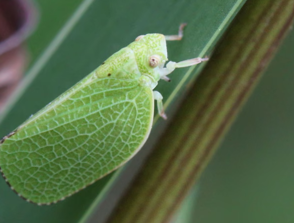 İklim krizi tarım zararlılarını ve gıda kayıplarını hızlandırıyor