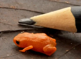 Brezilya’da kalem ucu kadar turuncu kurbağa keşfedildi