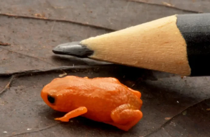 Brezilya’da kalem ucu kadar turuncu kurbağa keşfedildi