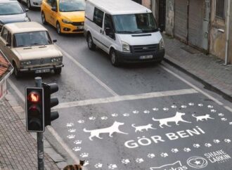 Shane Larkin Vakfı ve WHISKAS®’ın iş birliğiyle yürütülen ‘’Gör Beni’’ projesi