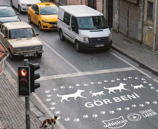 Shane Larkin Vakfı ve WHISKAS®’ın iş birliğiyle yürütülen ‘’Gör Beni’’ projesi