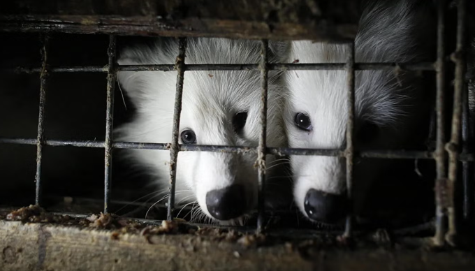Polonya’da kürk üretimi için hayvan yetiştiriciliği yasaklandı