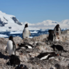 İklim krizi antarktika penguenlerinin üreme dönemini öne çekti