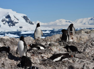 İklim krizi antarktika penguenlerinin üreme dönemini öne çekti