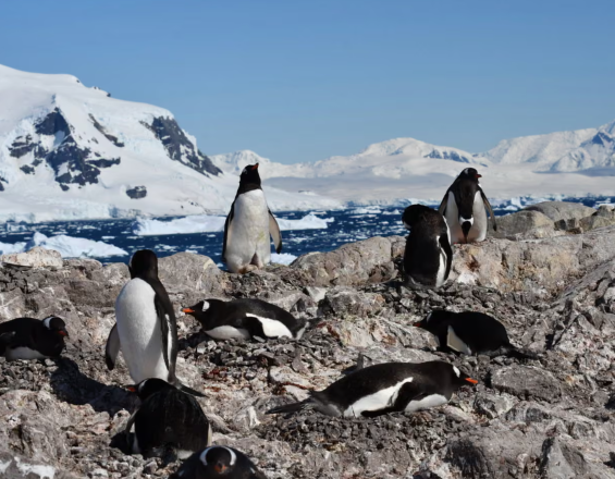 İklim krizi antarktika penguenlerinin üreme dönemini öne çekti