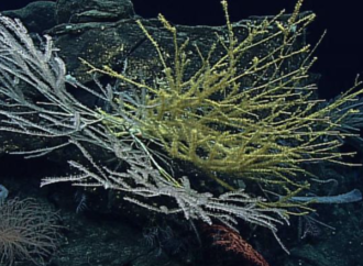 Uluslararası Okyanus Anlaşması yürürlüğe giriyor