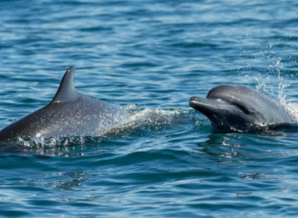 Meksika’dan hayvan refahına yönelik tarihi karar: Yunus gösterileri yasaklandı