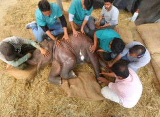Kadim şifa akupunktur yaban hayatında umut oldu