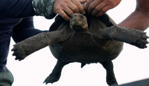 Dev kaplumbağalar yarım asır sonra Galápagos’ta yeniden doğuyor
