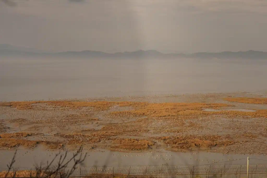 ‘‘Korean Demilitarized Zone’’ 70 yılda yaban hayatı cennetine dönüştü