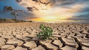 Biyoçeşitlilik kaybı yalnızca çevresel değil finansal istikrar için de risk yaratıyor