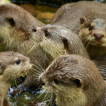 Doğa geri dönüyor: Koruma çabaları nesli tehlike altındaki türlere umut oldu