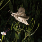 Hava kirliliği böceklerin tozlaşma ve çiftleşme davranışlarını etkiliyor