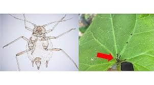 Kazdağları’nda yeni bir böcek türü keşfedildi