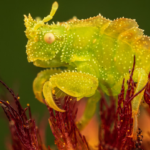 Vahşi doğanın en güzel yüzü ve kaybolan dünyadan kareler