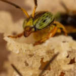 Amazon’un iğnesiz arılarına hukuki hak kazandırıldı