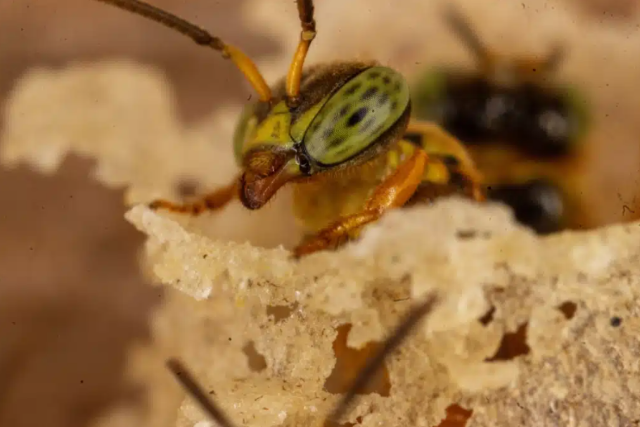Amazon’un iğnesiz arılarına hukuki hak kazandırıldı
