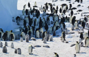 Antarktika’nın simgesi olan iki tür “Tehlike Altında’’ listesine girdi