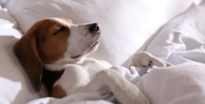 Hasta evcil hayvan bakımına ilişkin İtalya’dan emsal karar