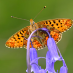 Britanya’da kelebek türlerinin yarısı yok olma riski altında